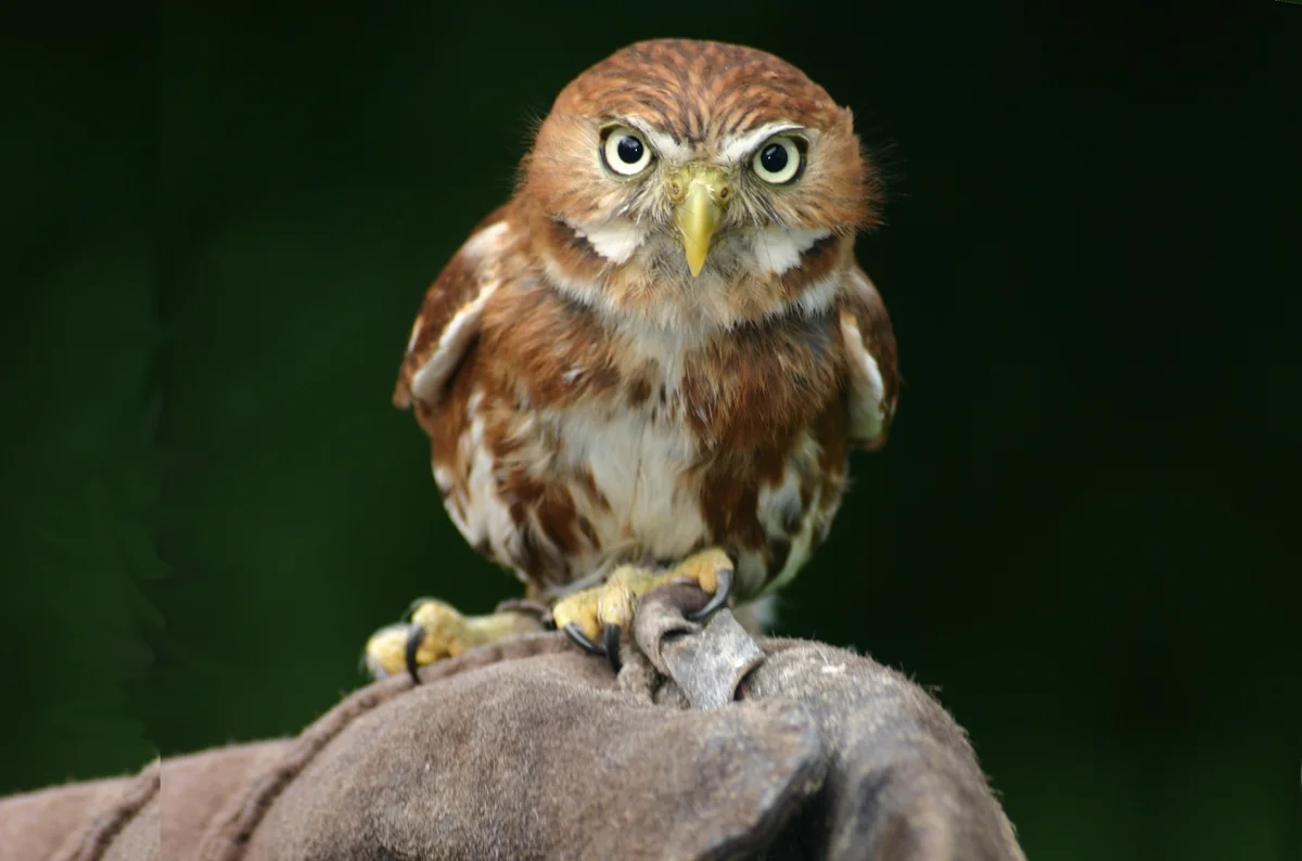 Roofvogel display uil kleiner.jpg