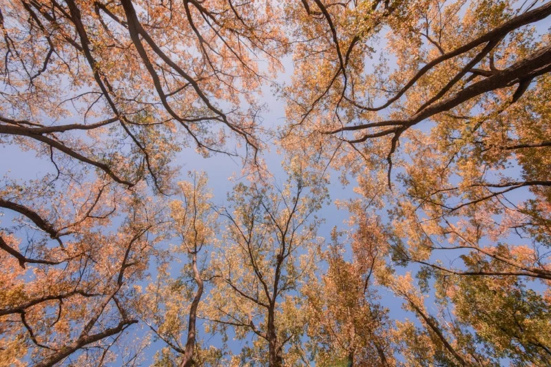 looking-up-at-fall-trees_4460x4460.jpg