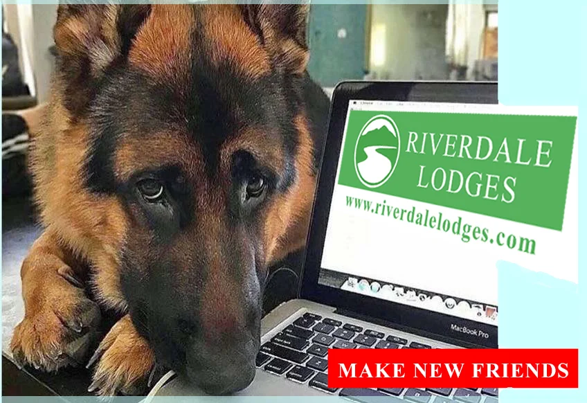 herder aan laptop.jpg