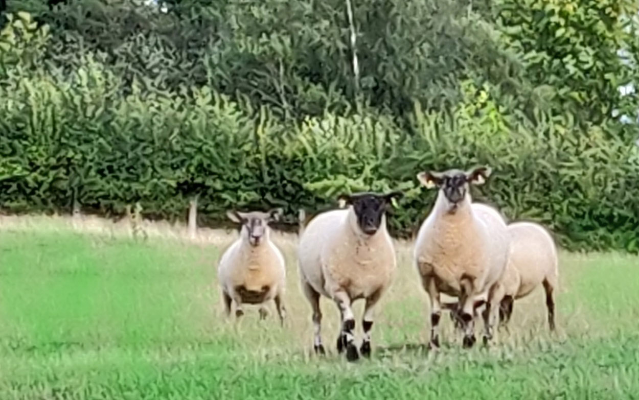 sheep on The Park cropped.jpg