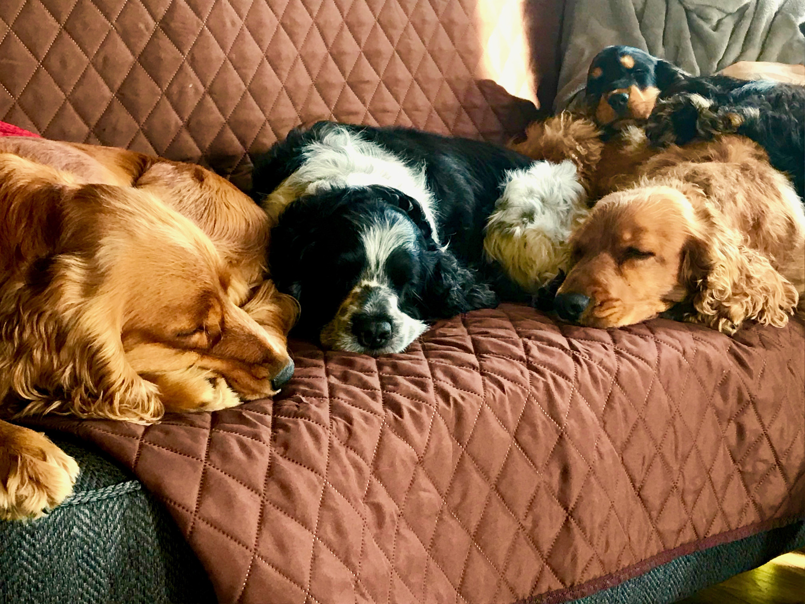 DOGS Lisa Gordon on the sofa! kleiner.jpg