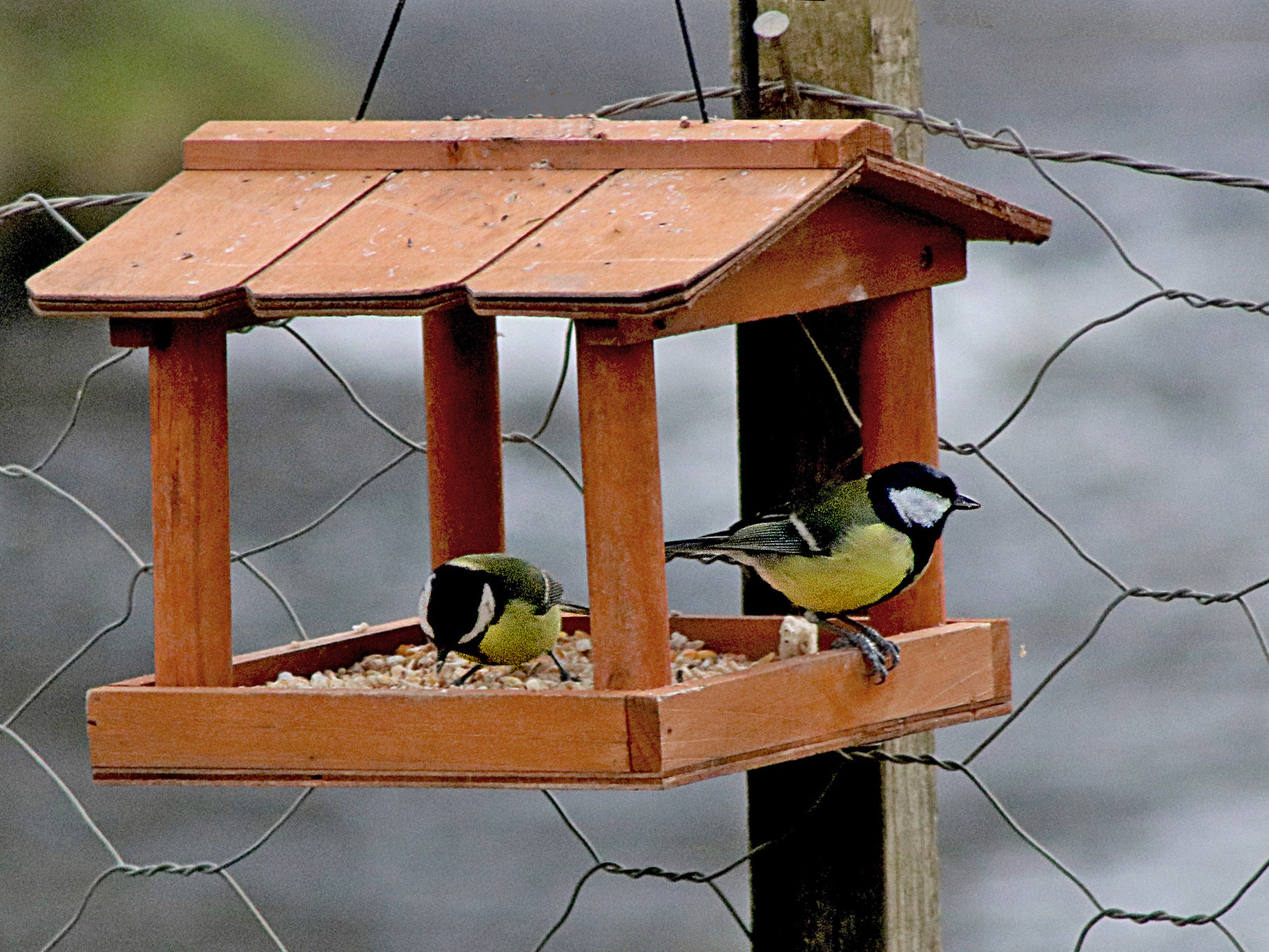 birdfeeder cropped.jpg