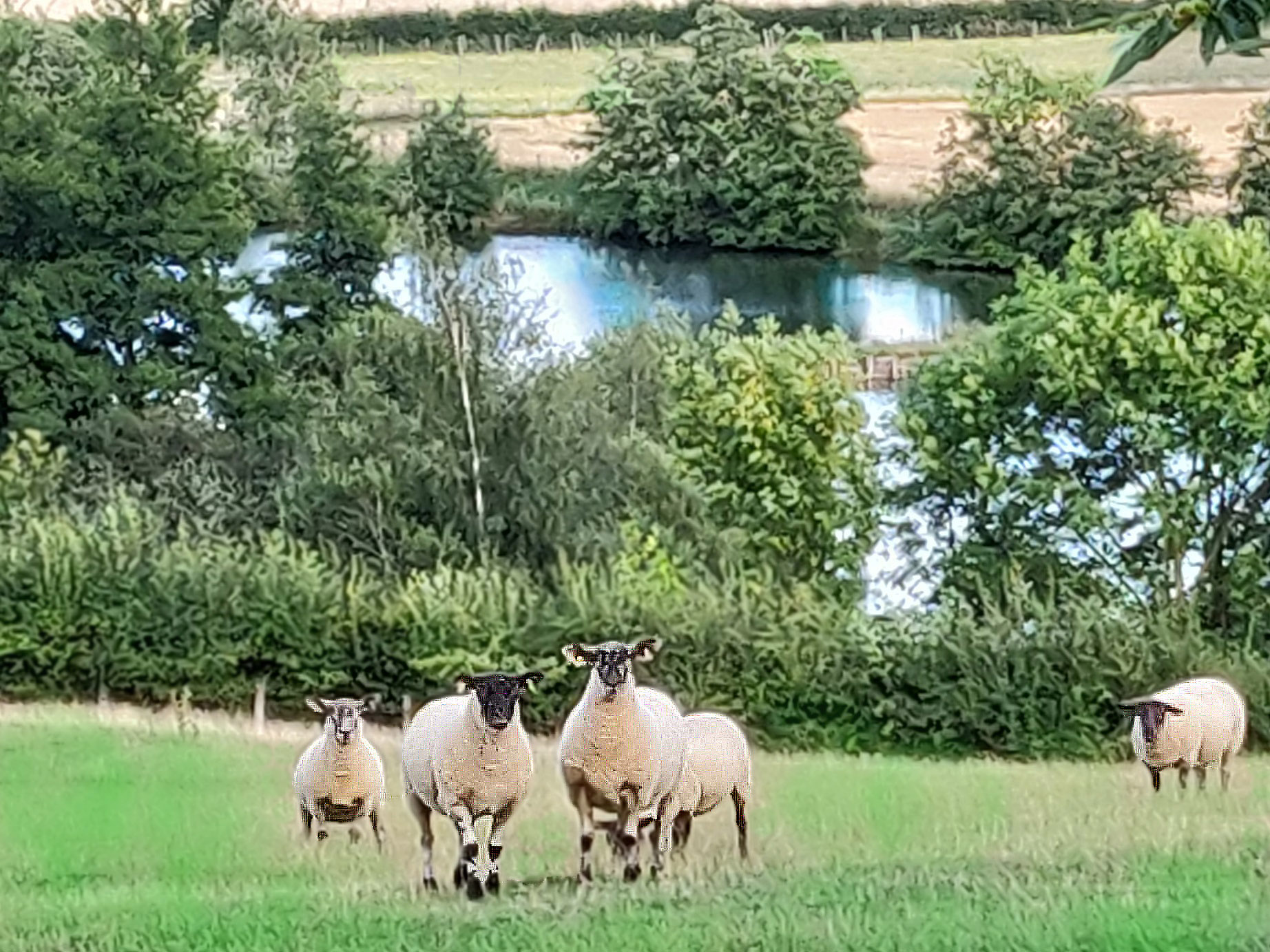 sheep on The Park in front of The Lake.jpg