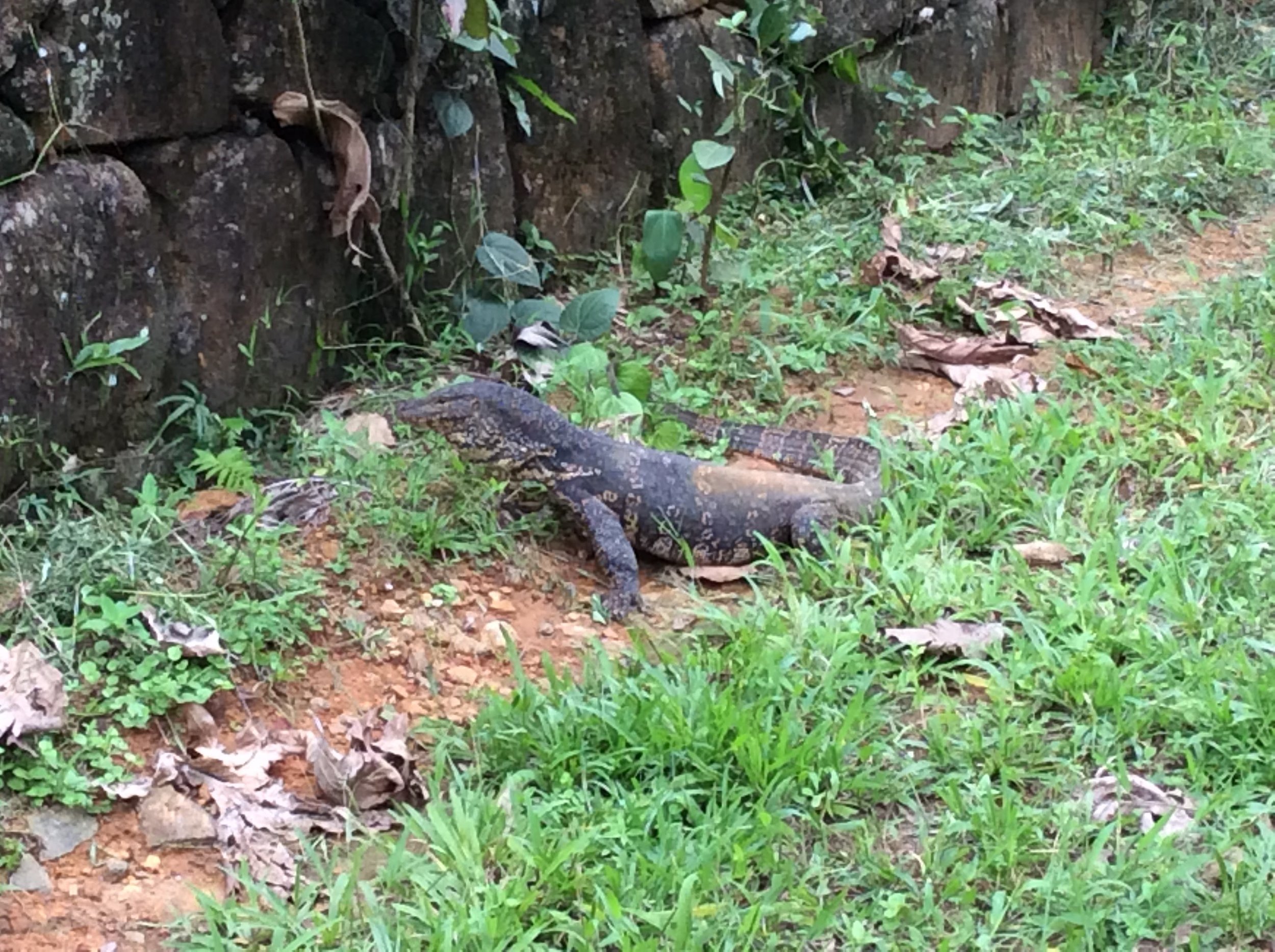 Fauna - Monitor Lizard.jpg