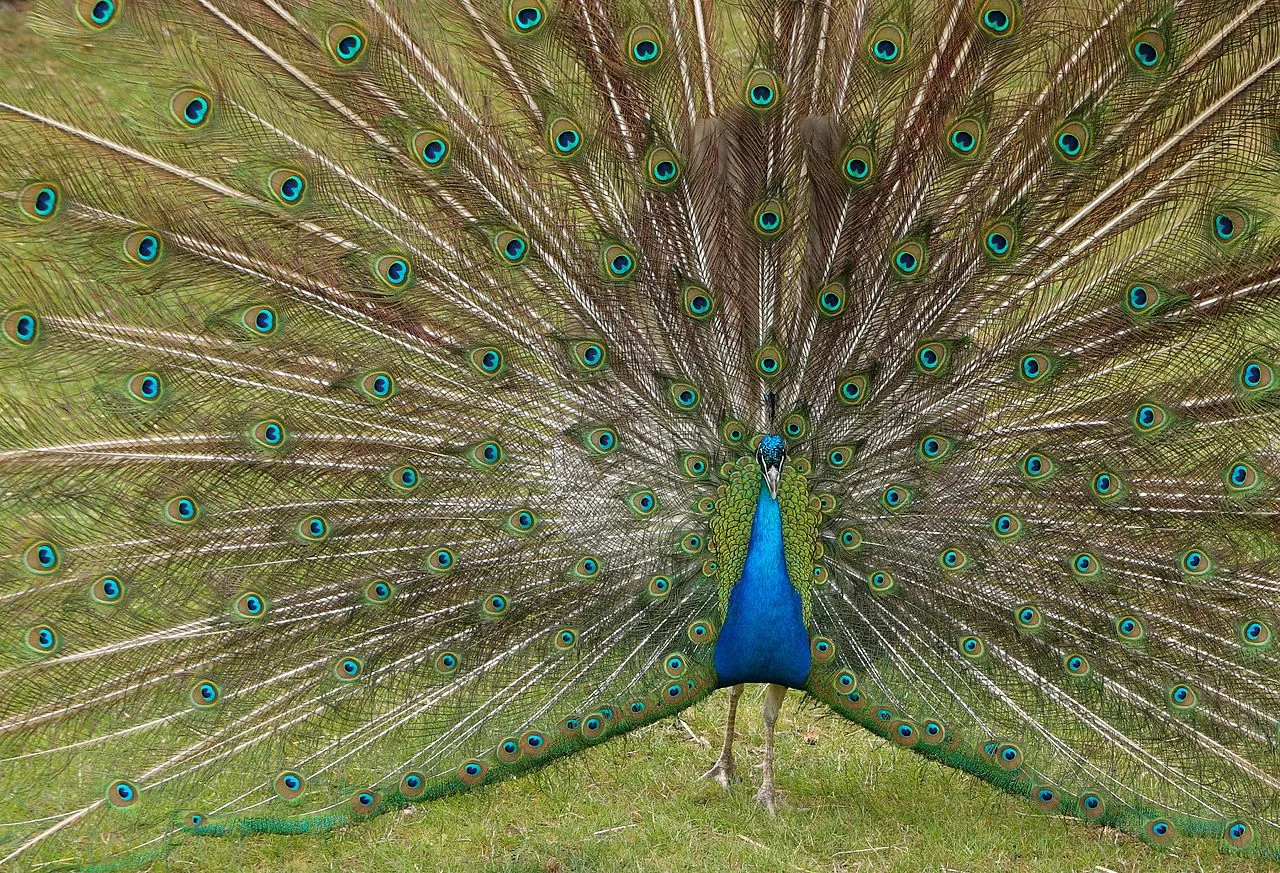 Peacock.jpg
