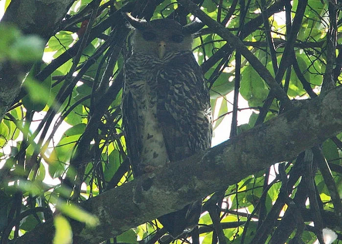 Spot-bellied_Eagle_Owl_.jpg