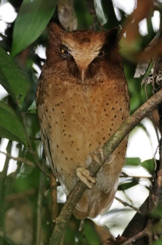 By Peter Wächtershäuser/naturlichter.de, CC BY-SA 3.0, https://commons.wikimedia.org/w/index.php?curid=15226241
