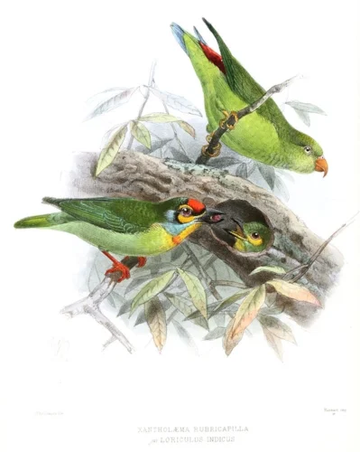 By John Gerrard Keulemans - A History of the Birds of Ceylon. Volume 1, Public Domain, https://commons.wikimedia.org/w/index.php?curid=10952809