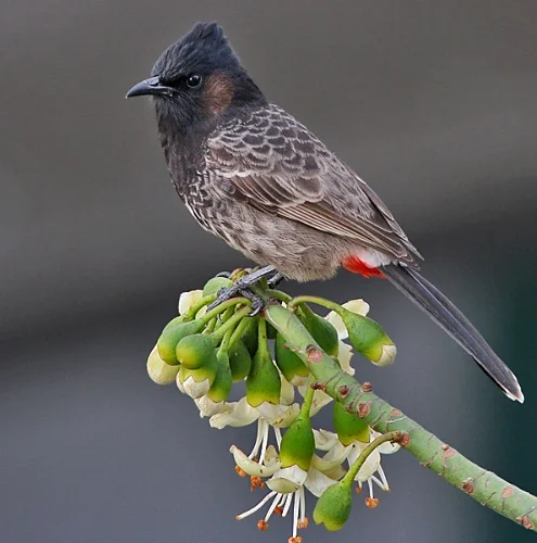 By J.M.Garg - Own work, CC BY-SA 3.0, https://commons.wikimedia.org/w/index.php?curid=2994302