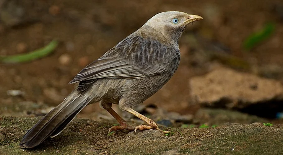 By Dharani Prakash - Own work, CC BY-SA 3.0, https://commons.wikimedia.org/w/index.php?curid=20689012