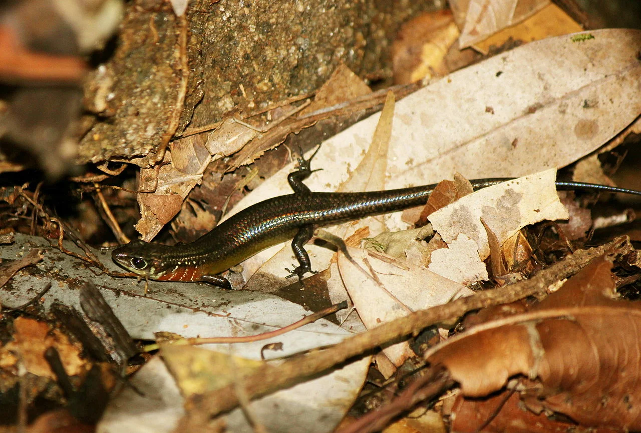 Skink.jpg