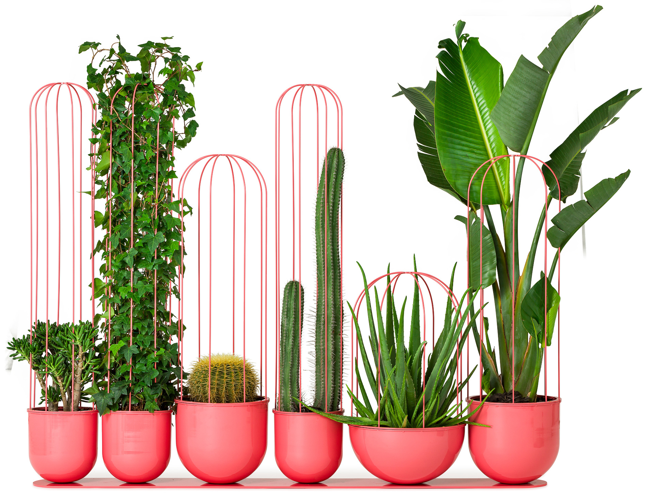 01_CACTI.jpg