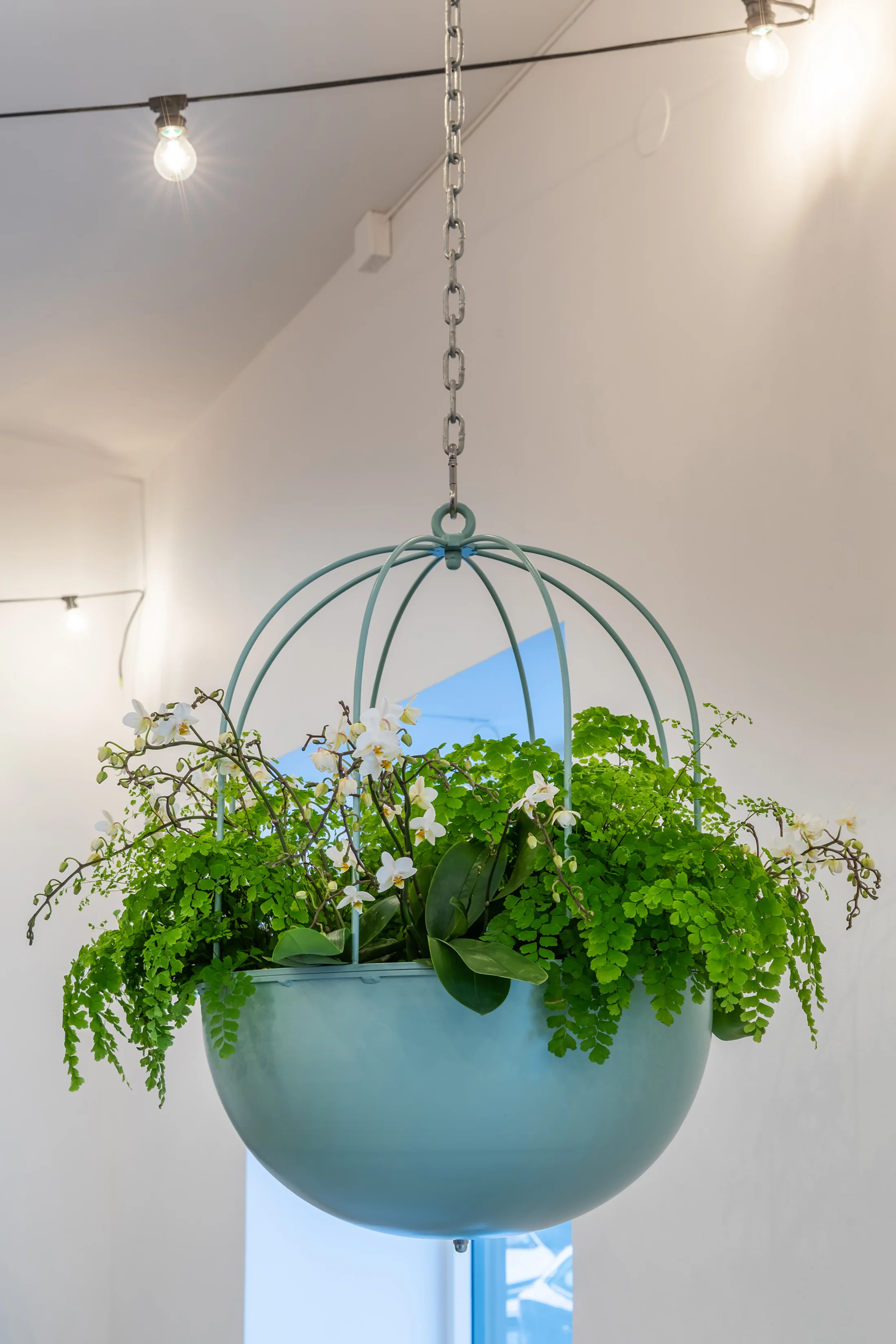 03_Cacti_hanging.jpg