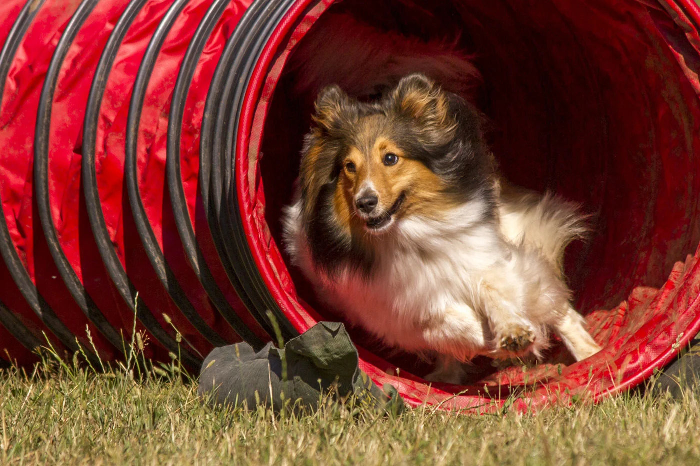 AgiNotes-app-dog-agility-web.jpg
