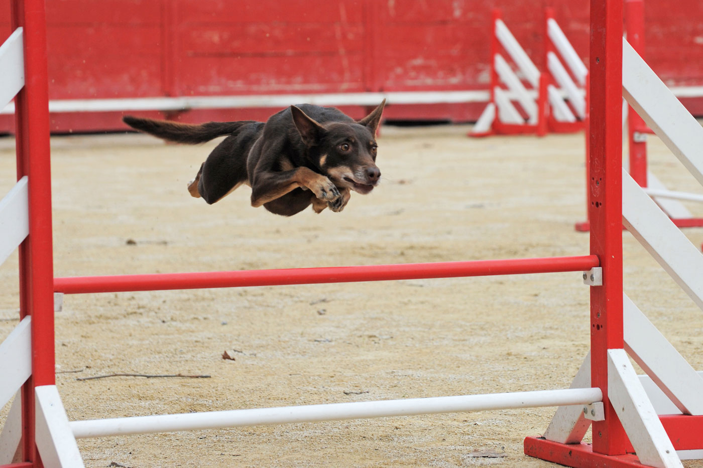 How-to-build-a-training-program-for-an-agility-handler---step-by-step.jpg
