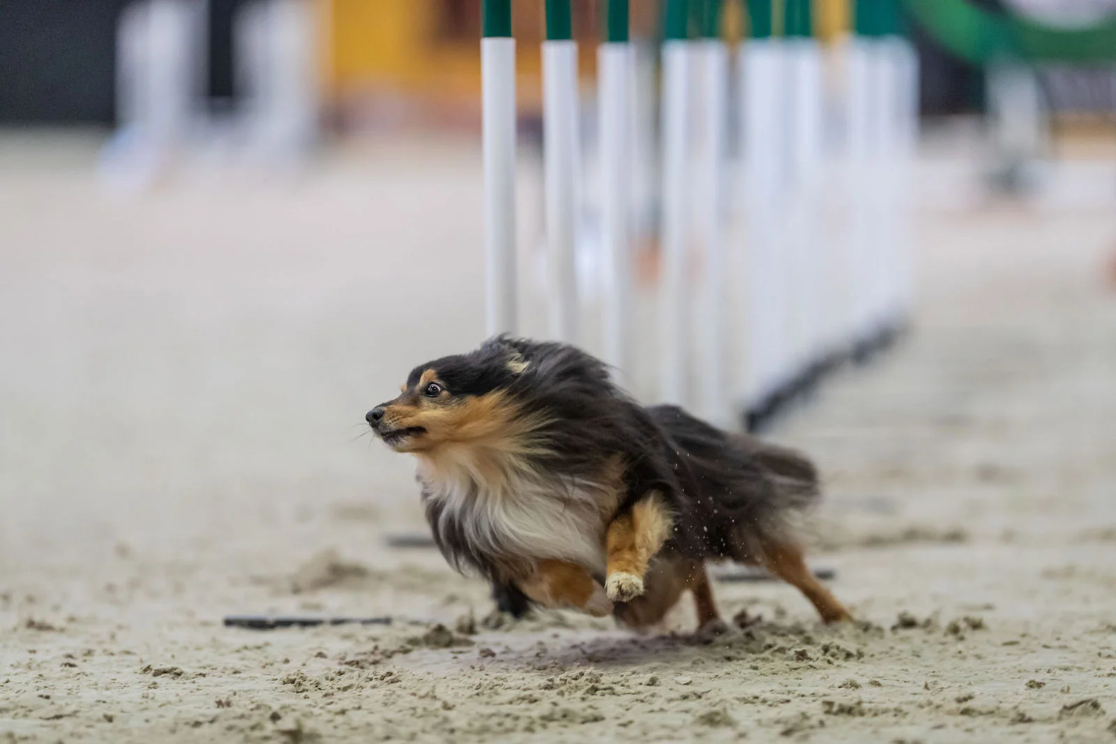 AgiNotes-dog-agility-app-features-web.jpg