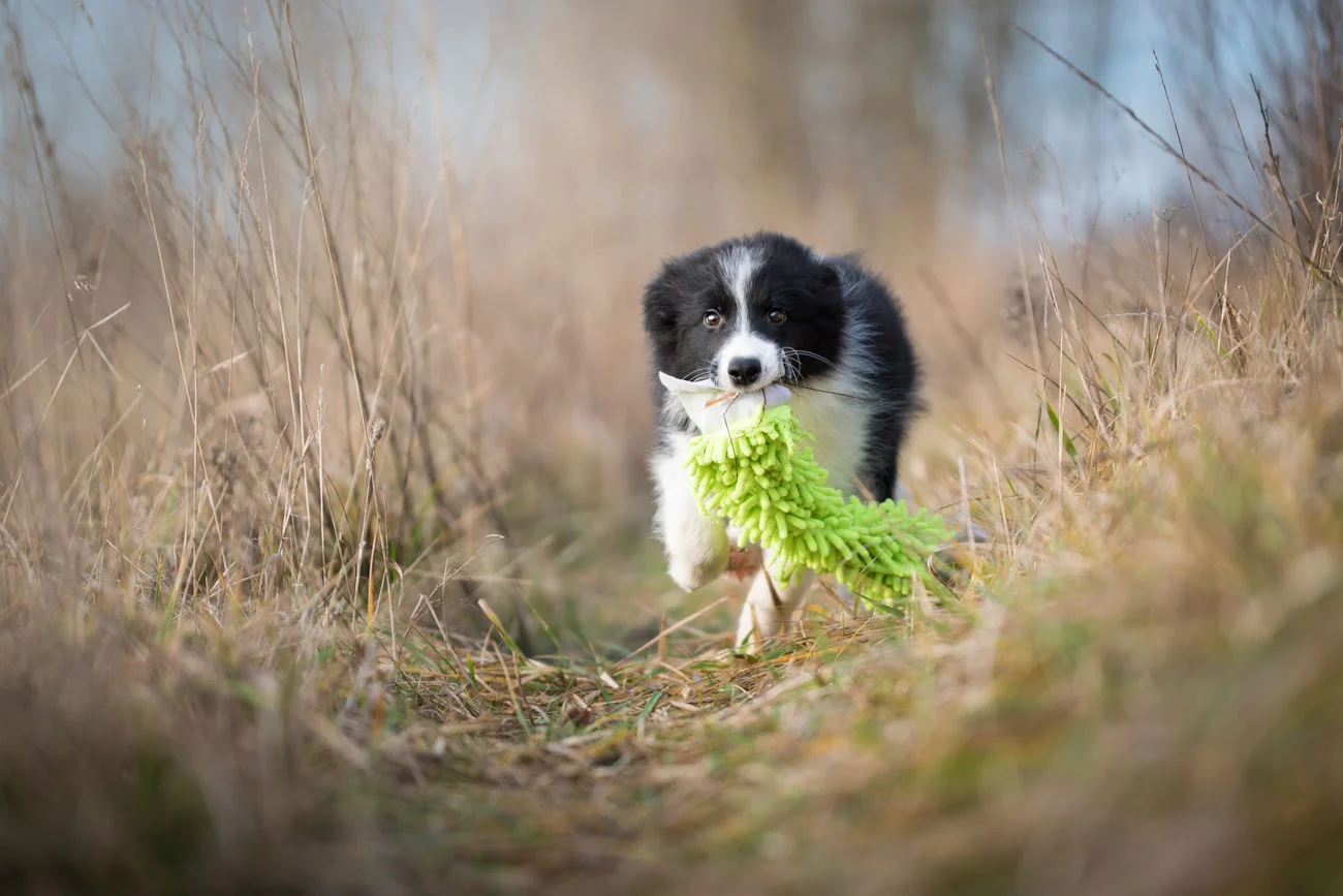List of puppy courses that build agility foundations