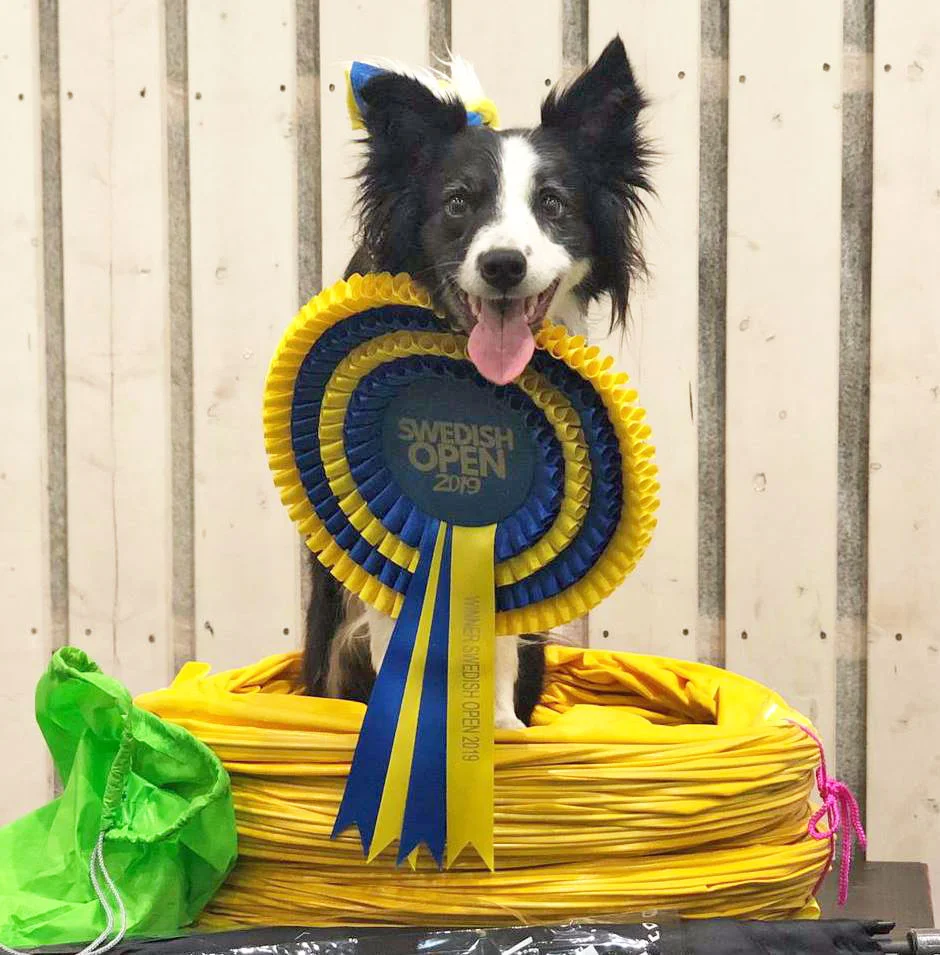 Jenny-damm-miss-lilly-agility-Swedish-Open-aginotes.jpg