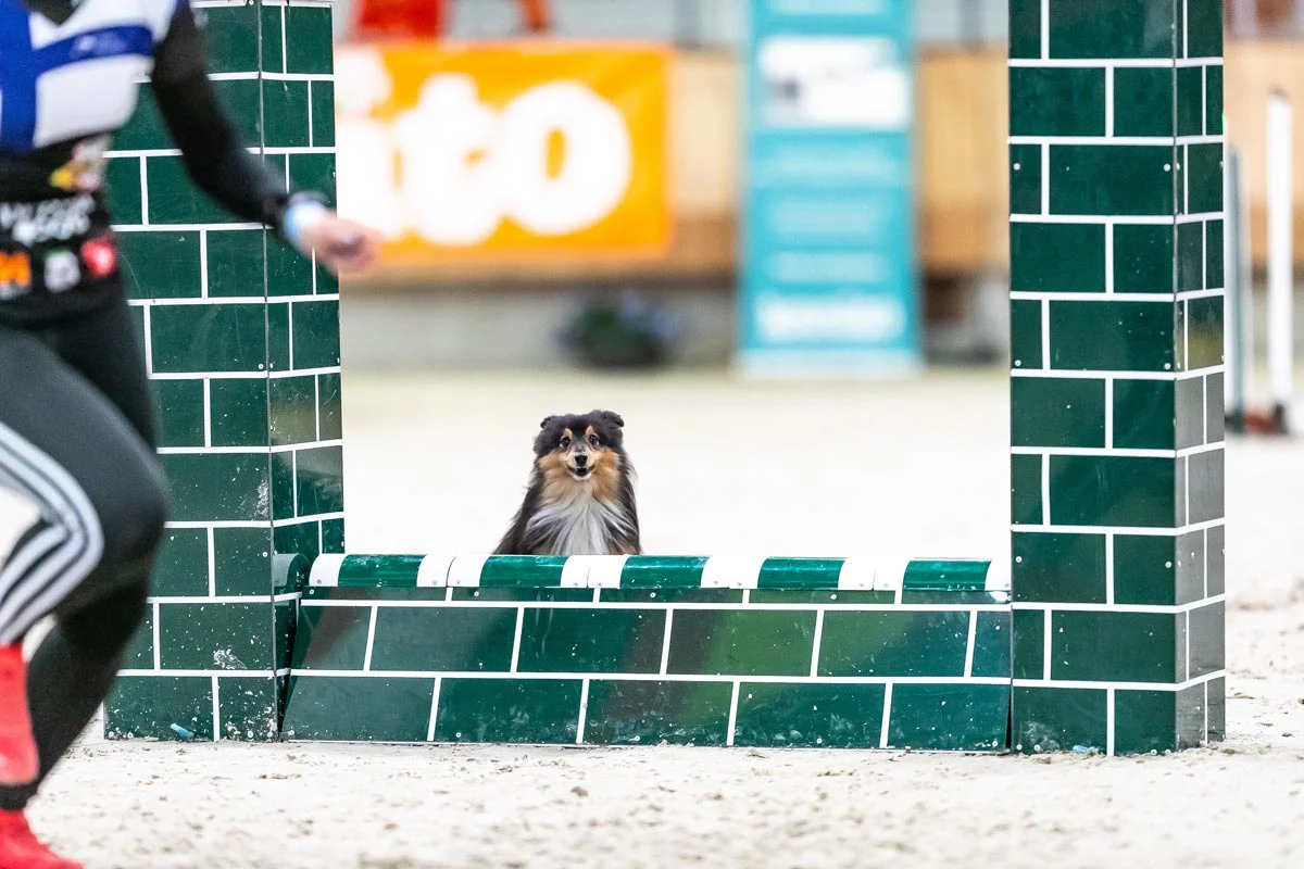 3 points for which long walks in the woods shouldn't be undervalued in an agility dog’s life