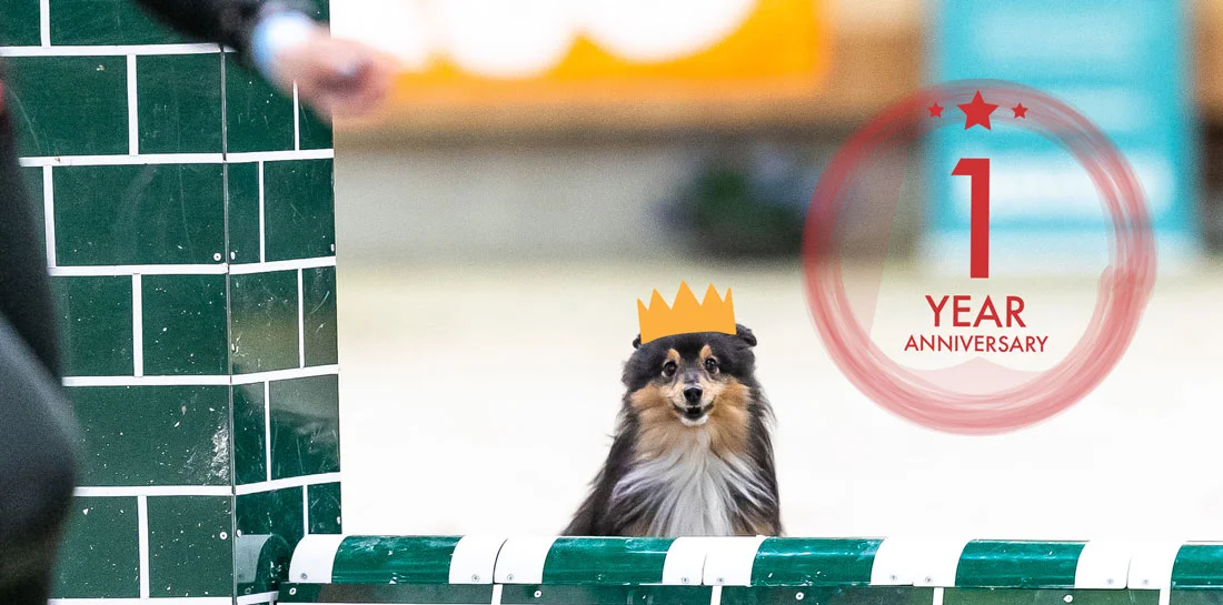 birthday-aginotes-agility-sheltie.jpg