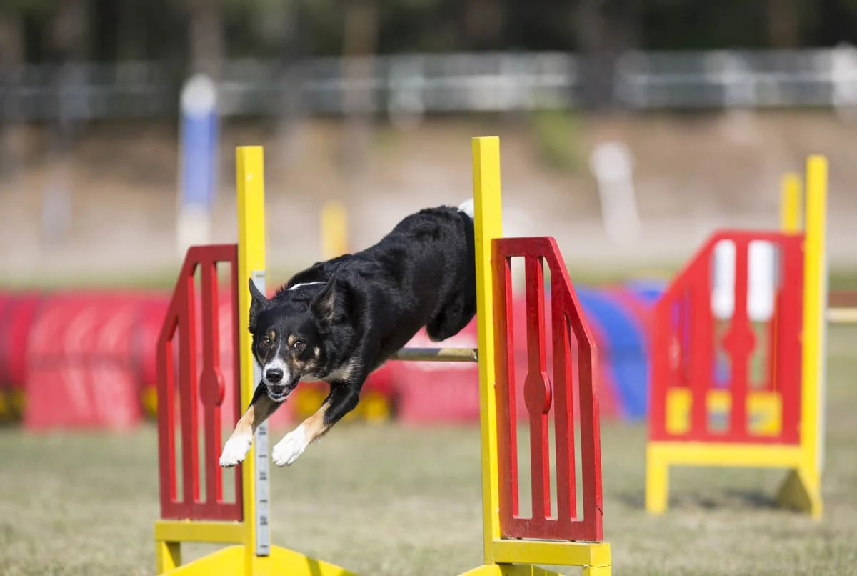 Big dog agility events in Europe 