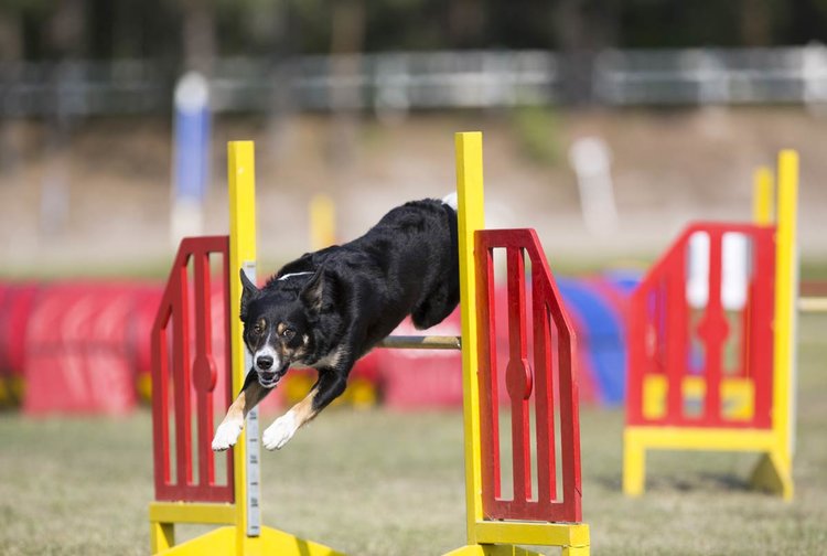 FCI Agility World Championship 2022