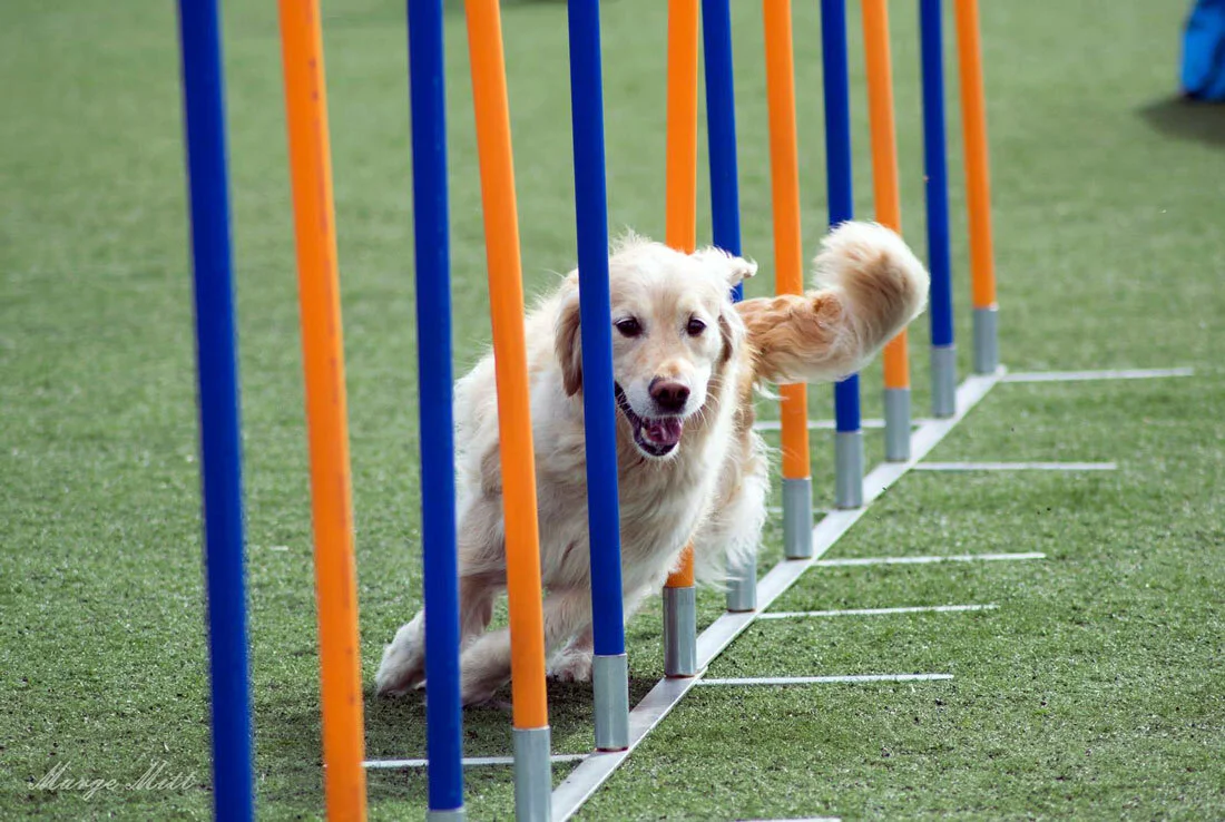 golden retriever agility