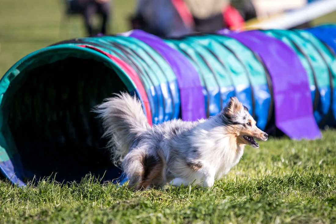 female cat peeing in water bowl