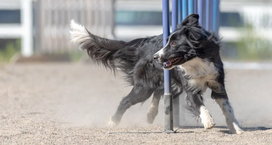 Making agility training plans 101 — AgiNotes