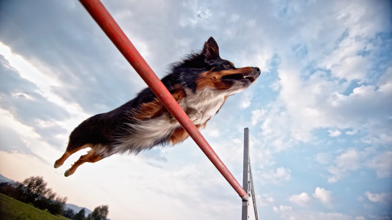 New ebook published - Making agility training plans 101