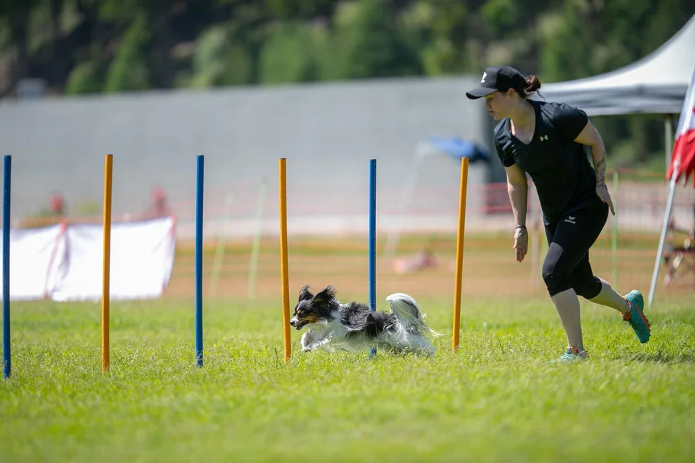 michelle-burri-individual-dog-agility-training2.jpg