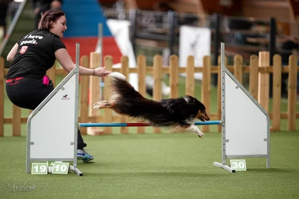 michelle burri individual dog agility training1.jpg