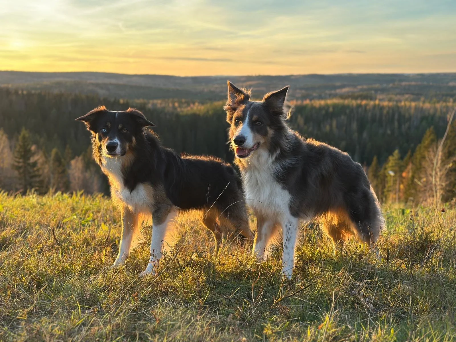 Hoopers - Who Said It Was Easy?