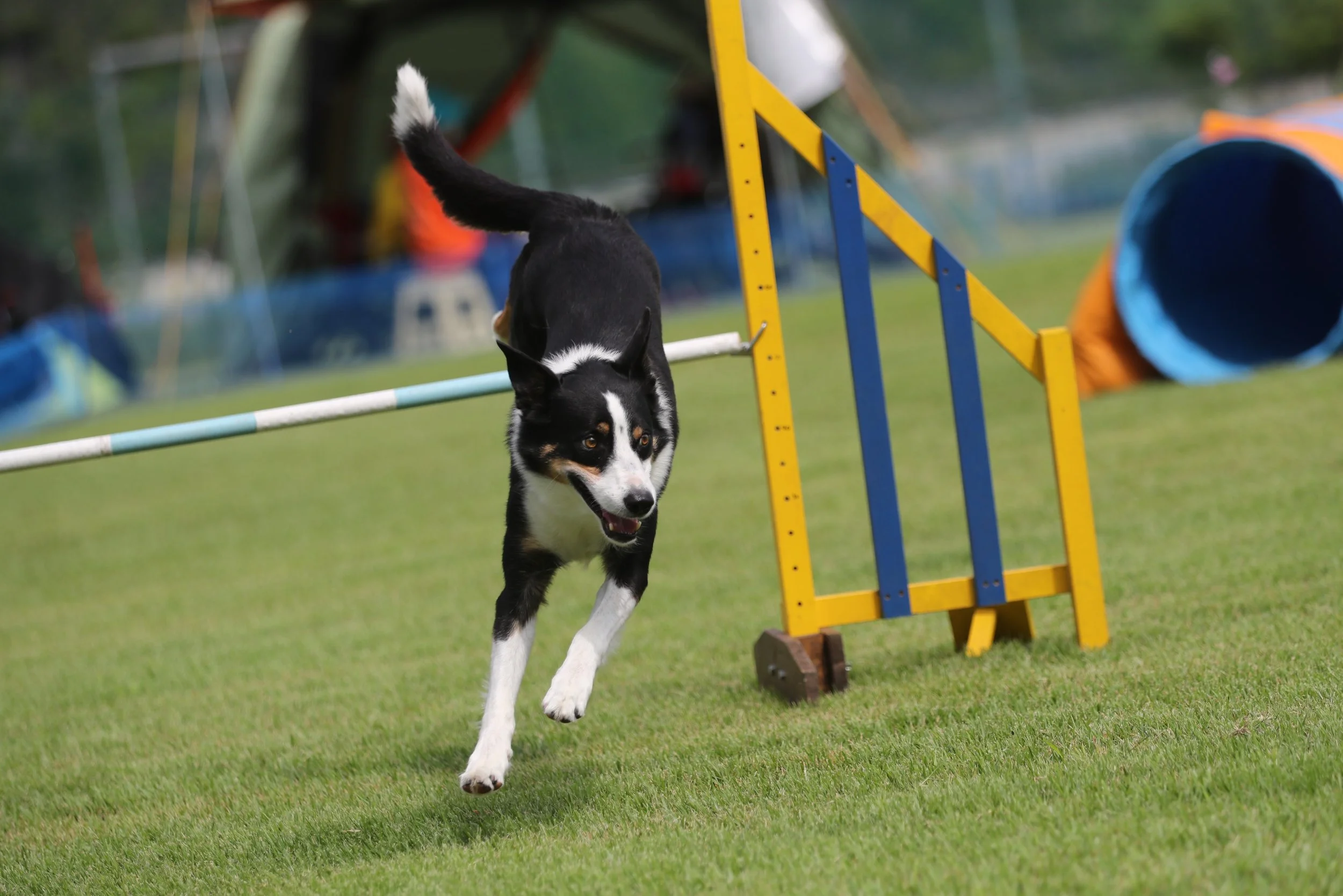 ohua-san-border-collie-7985288.jpg
