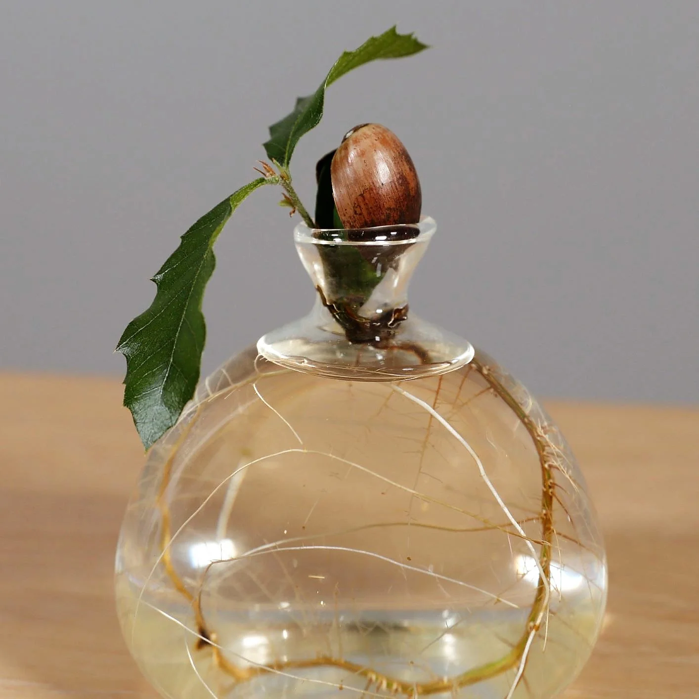Oak_92621.jpg