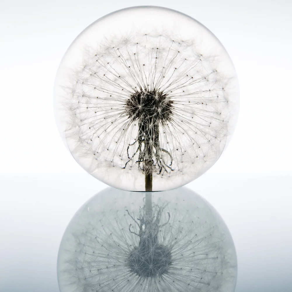 dandelion1000.jpg