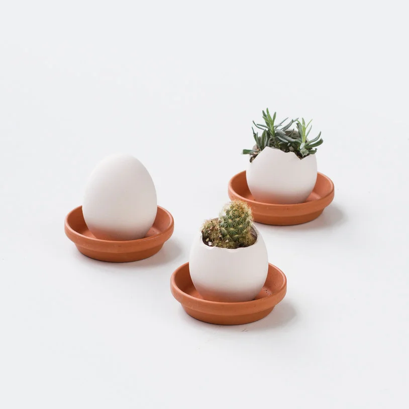 egglings_26393.jpg