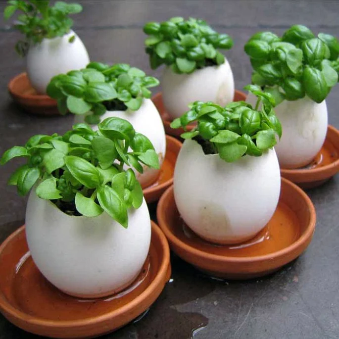 eggling_square.jpg
