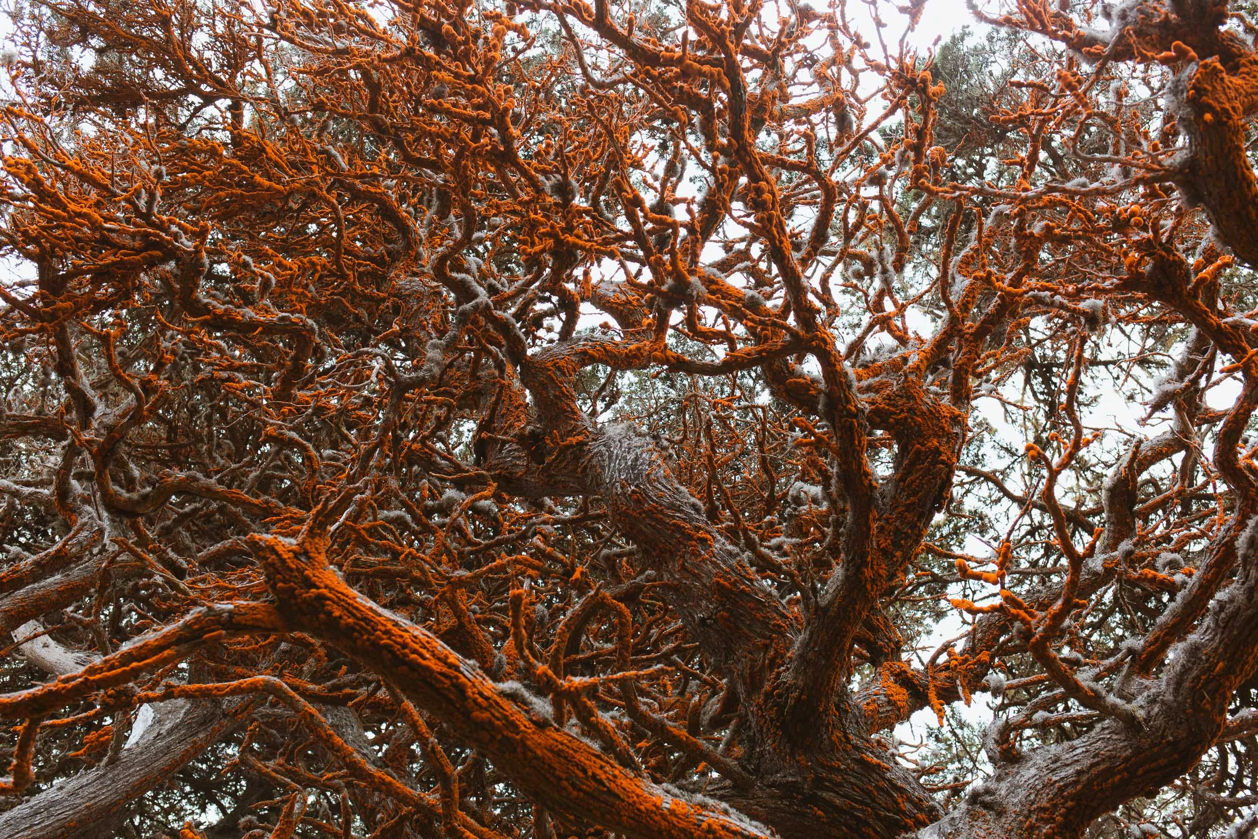20160902_20160901_COAST_BIGSUR-BRIXBY-POINT_LOBOS-CARMEL-MONTEREY-13.jpg