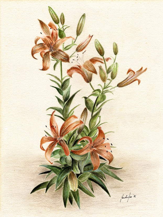 Janette's Orange Lily LR.jpg