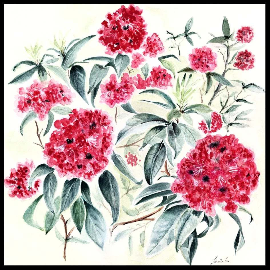  Rhododendrons 