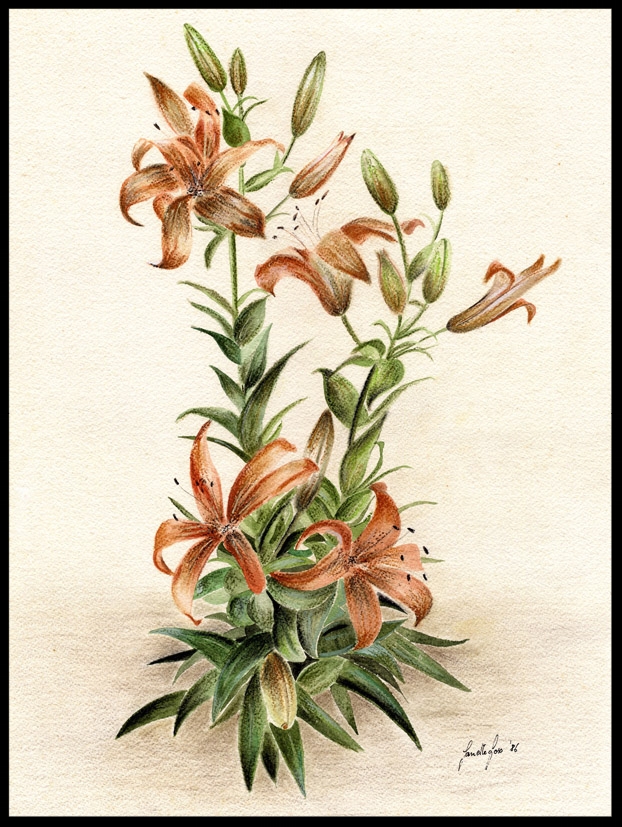  Lily 