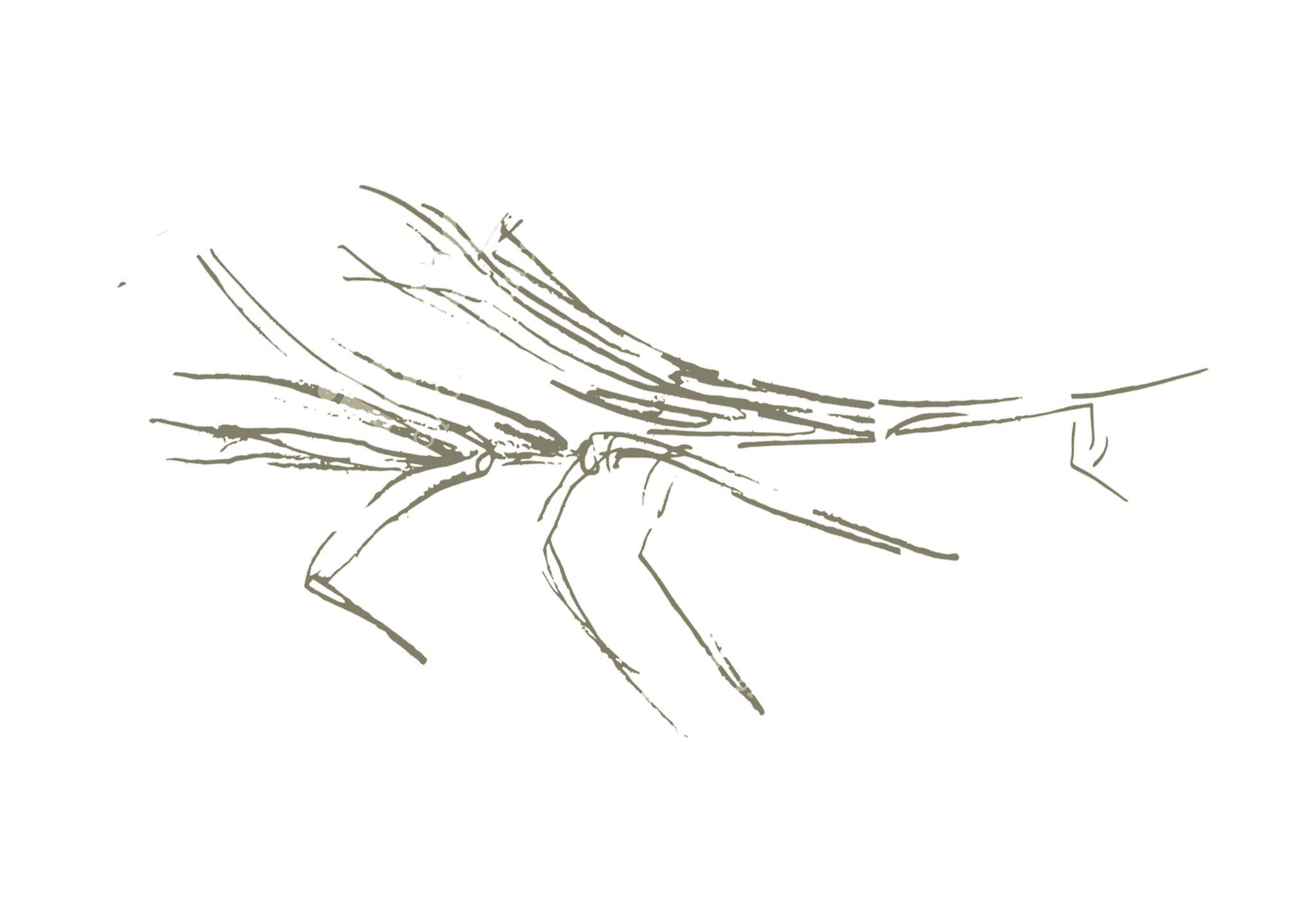 Test cane graphic.png
