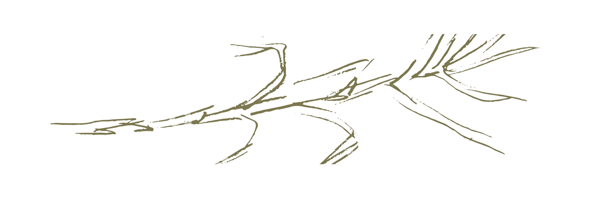 Cane illustration 2.2.png