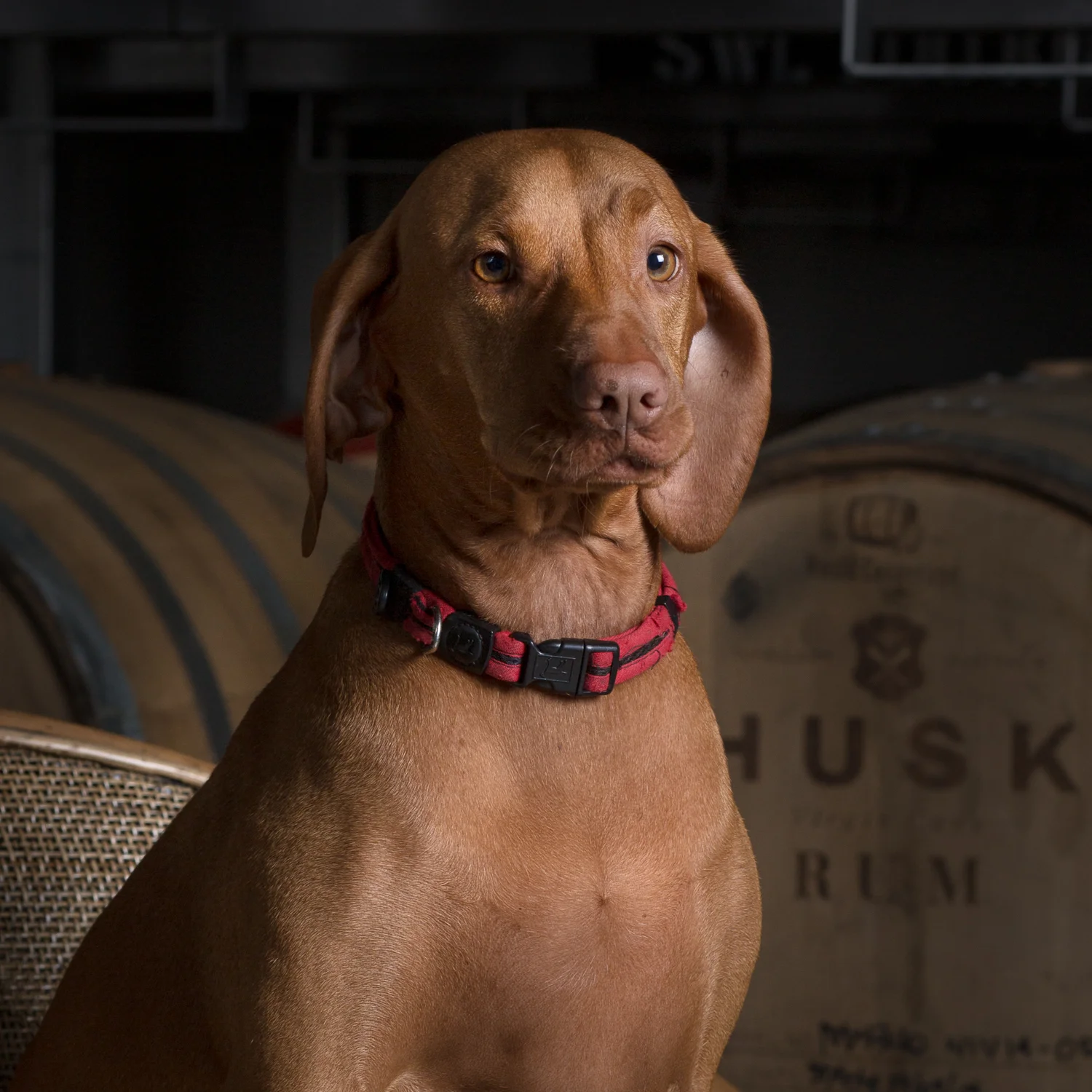 Matilda “Tilly” Messenger Distillery Dawg / Morning Tea Supervisor While sometimes Tilly can come on a little strong (she has a tendency to ‘kiss’ her co-workers) this excitable Viszla is a much loved member of the Husk team. She is passionate about reducing waste - overseeing the production team’s smoko is where she shines, making sure no crumb goes to waste. Favourite Cocktail: H2O!