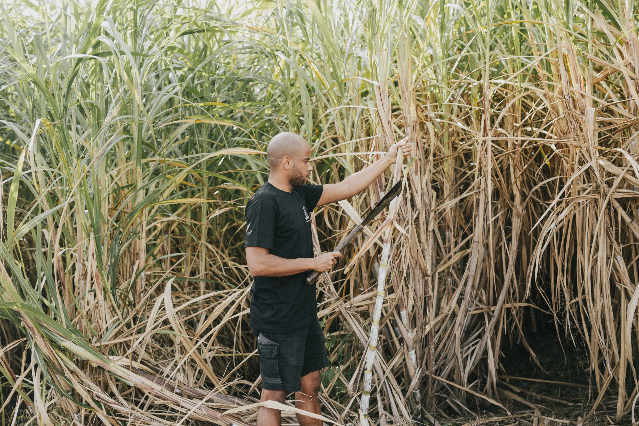 Distiller Quentin in the cane field