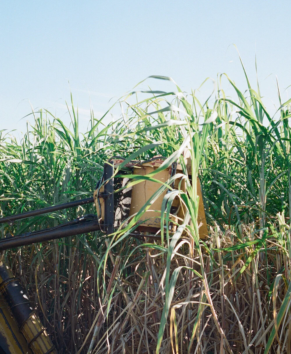 Harvesting.JPEG