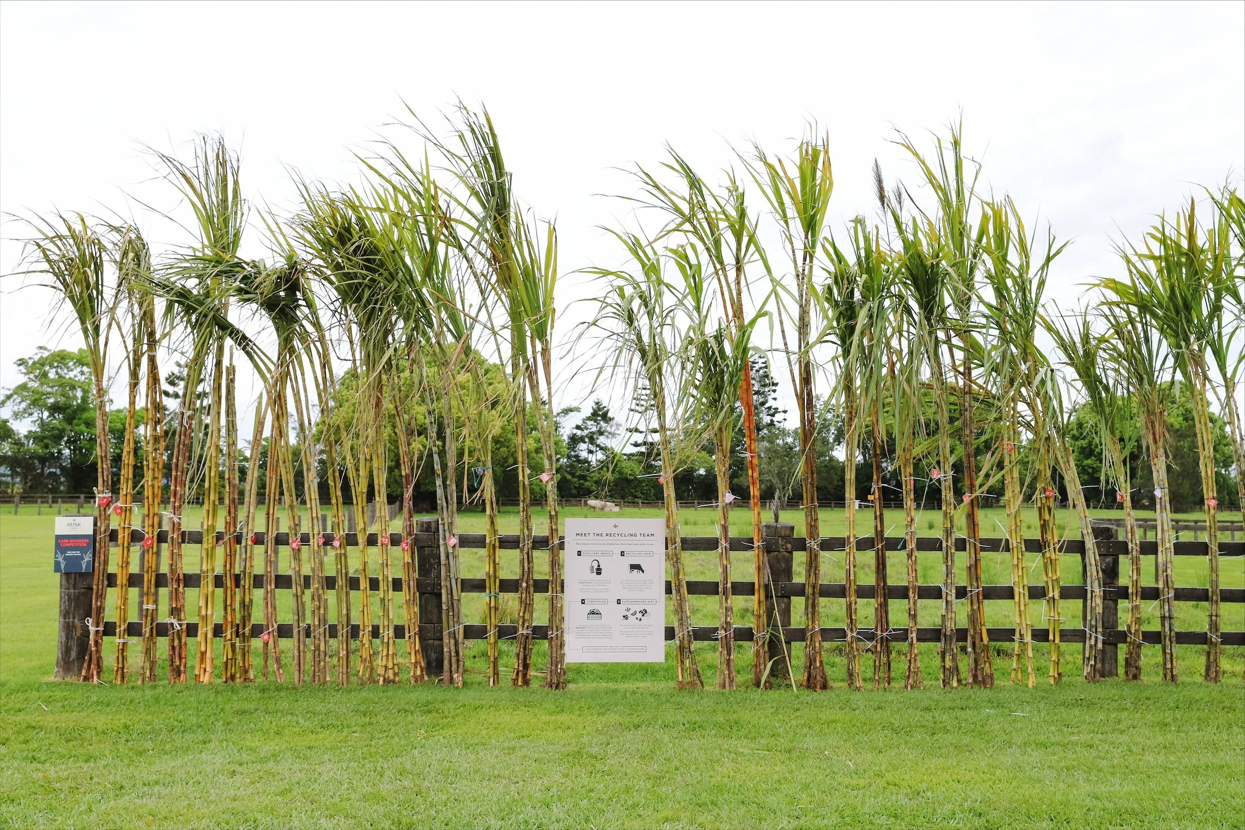 Husk Rum Harvest Fest Cane growers competition Winners 