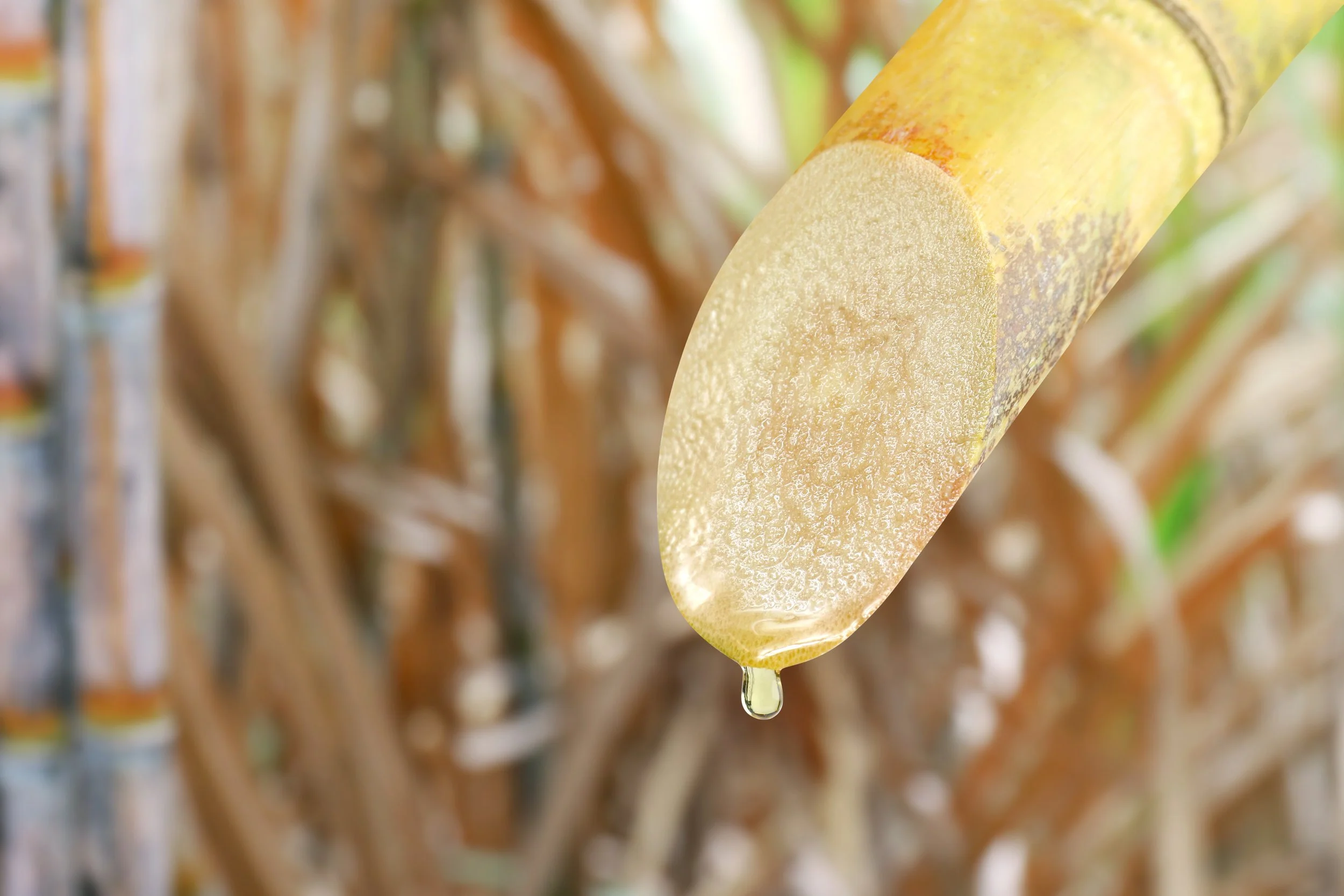 The future of Australian Cultivated Rum