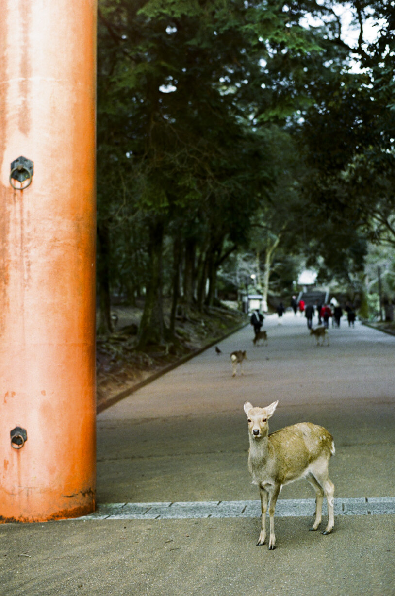 Japan_colors-81.jpg